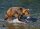 STRONGHOLD Bersaglio Animali - orso marrone - 59 x 84 cm - idrorepellente/antistrappo