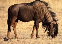 STRONGHOLD Bersaglio Animali - gnu - 59 x 84 cm -...