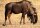 STRONGHOLD Bersaglio Animali - gnu - 59 x 84 cm - idrorepellente/antistrappo